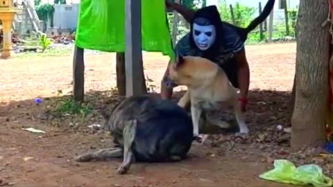 Fake Zombie and Fake Loin Prank to dog Funny Prank Videos!the reaction of dogs and cats