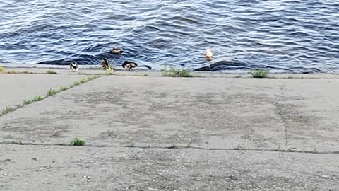 ducks on the Volga . Утки на Волге .
