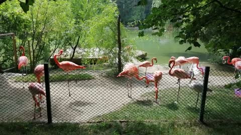 Very beautiful flamingos at the zoo.