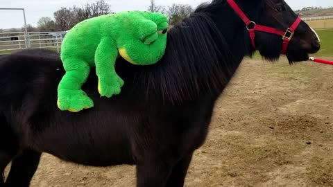 Young Horse attacks rider!