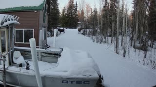 2021-1-15 Moose Cow and calves