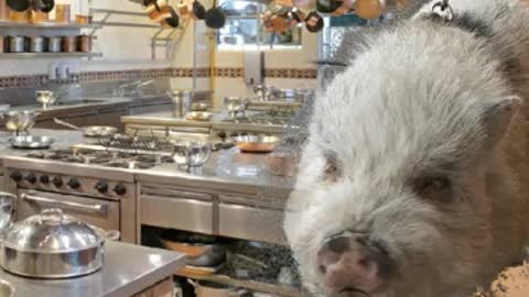 Alan pig in the kitchen