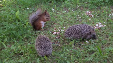 Hedgehog to red squirrel: You don't really want to mess with me, do you? (long version)