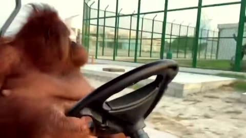 ##SUPER DRIVING BY CHIMPANZEE ##SPECIAL VIDEO