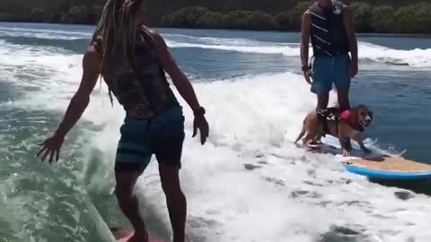 Amazingly Talented Dog Loves To Go Surfing