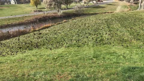 Flock Of Birds Look Like Flowers In A Meadow