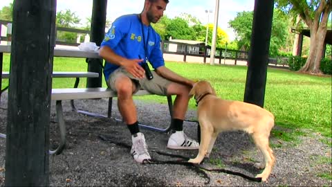 Behind the scene Footage at my dog Trainer"s dog trining academy
