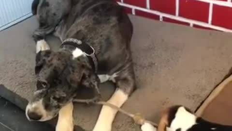 Ambitious puppy challenges much bigger dog to game of tug-of-war2019