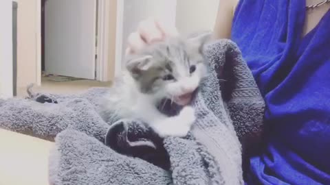 Kitten post bath is being vocal