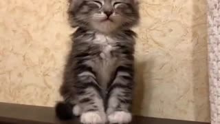 Adorable Adopted Kitten Tries Not to Sleep