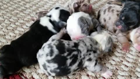 Cute Puppies English Bulldog 1 Day Old Exotics Colors!!