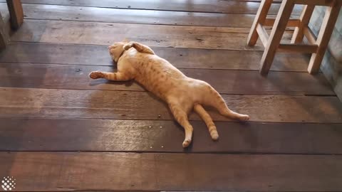 Lazy cat sleeps on busy restaurant floor refusing to move[MUST WATCH]