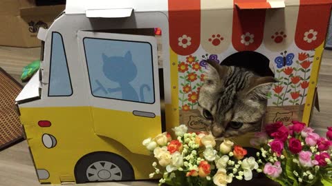 Florist cat selling flowers in her flower truck