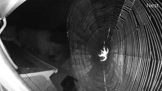 Security Camera Captures Spider Web Construction