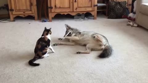 Coyote Looks Like He’s About To Eat The Kitty, But Keep Watching… This Is The Best Thing Ever,!!