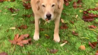 Cheeky Dog Caught Stealing Carrots