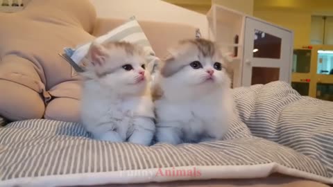 super cute kittens