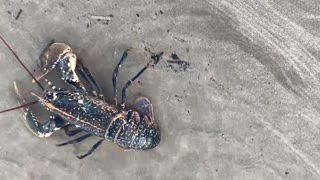 Cyclist Finds 3 Live Lobsters In Middle Of UK Road