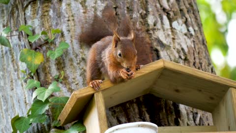 Red Squirrel On A Tree Feeder