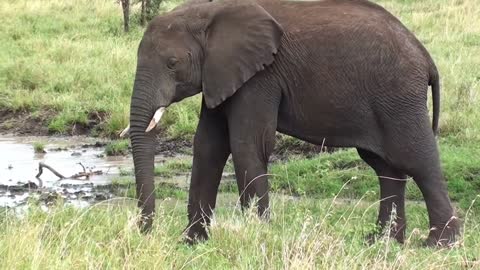 Giant African Elephant Walking Beside A Watering-Hole, Tanzania