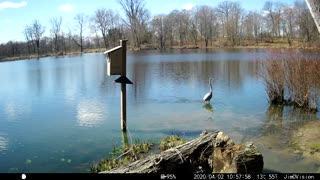 Hickory Creek - Blue Heron strolling by