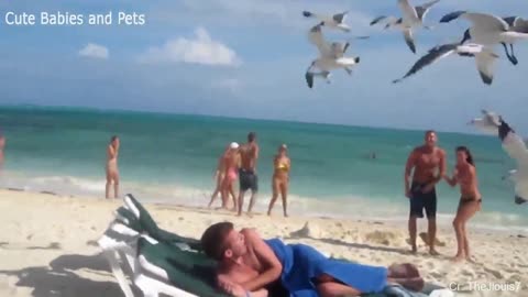 scarry gulls wake up man at the beach