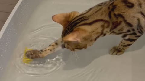 Introduce your cat to water in 3 steps ! #bengalkitten#bengalcat #bengalcatworld.
