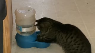 Domesticated Feral Cat vs Auto Water Bowl