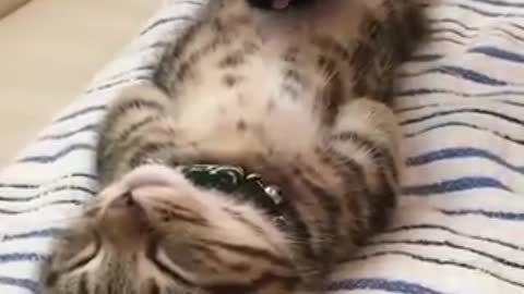 Knocked-Out Kitty