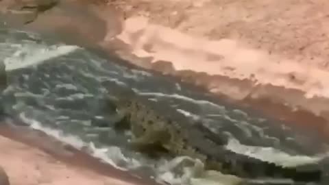 Alligator surfing
