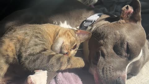 Cats And Dogs Can Be Friends