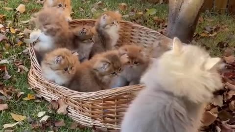 Very Cute Cats