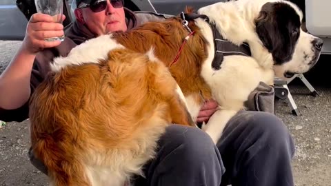 Massive Newfoundland Thinks He's A Tiny Lap Dog