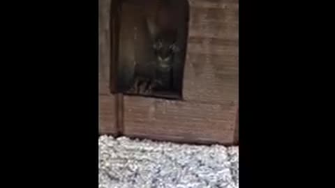 Kitten box