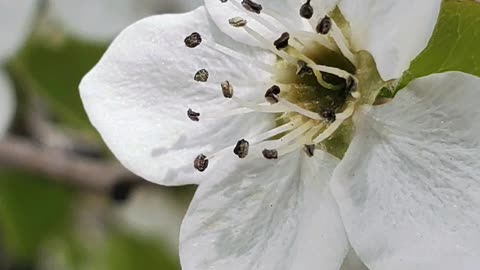 Nature, Flowers