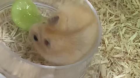The baby hamster tasted the first green grapes of her life