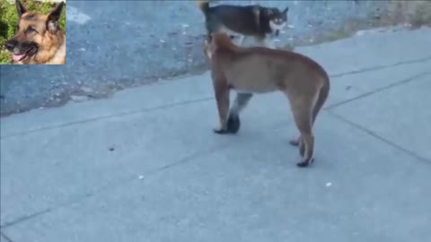 Dogs vs Cougar