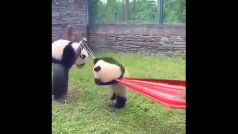 Cute pandas to delight tour day