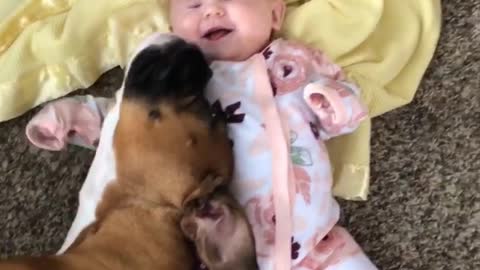 Boxer Preciously Snuggles With Baby