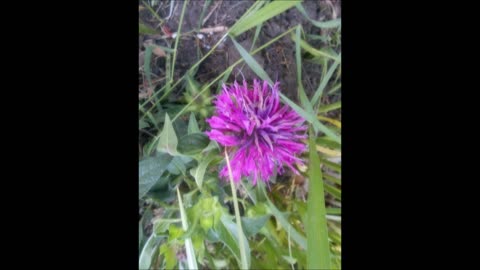 Bee - You Tea Full Bee Balm