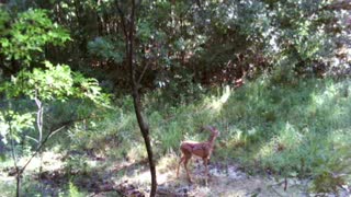 White tail fawn