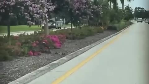 A family of ducks was attempting to cross the street so a woman,