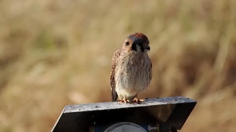 Female American Kestrel