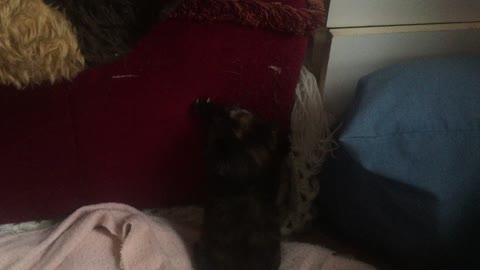 Tiny Kitten Luna Using Claws For The First Time