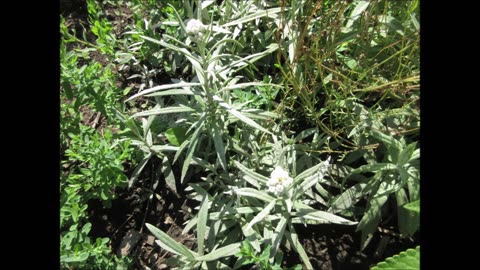 A Hot Day In August Pearly Everlasting August 2022