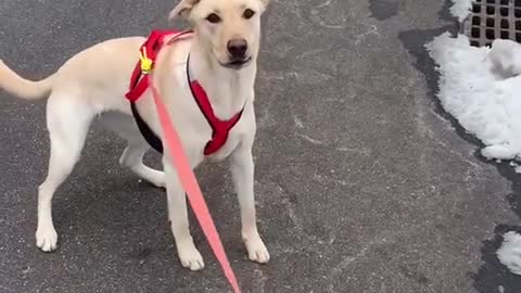 Running time! Funny dog video