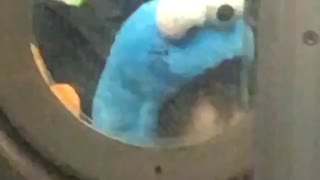 Toddler kid with cookie monster hat stares through subway doors