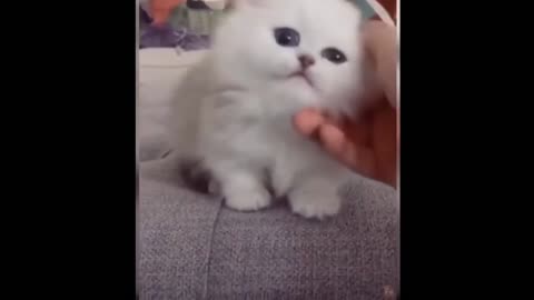 Cute Kittens 3