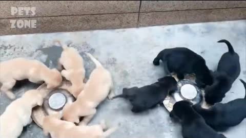 Puppies feeding in circles