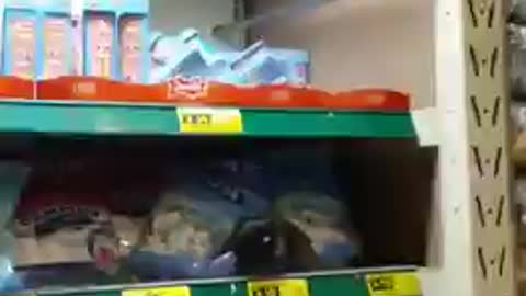 Marmosets steal candy from store in Brazil / Saguis roubam doces de loja no Brasil